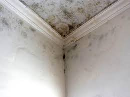 Best Post-Construction Mold Inspection  in Harb, OR