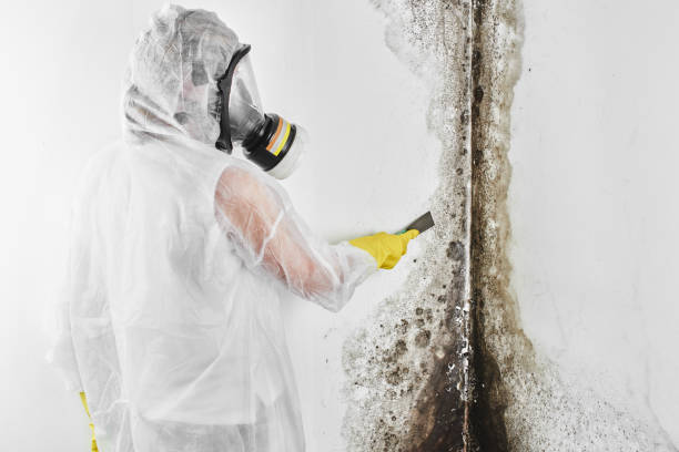 Best Mold Prevention Services  in Harb, OR