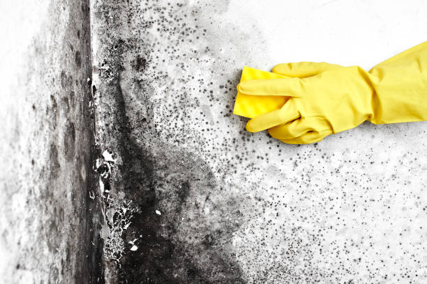 Best Black Mold Removal  in Harb, OR